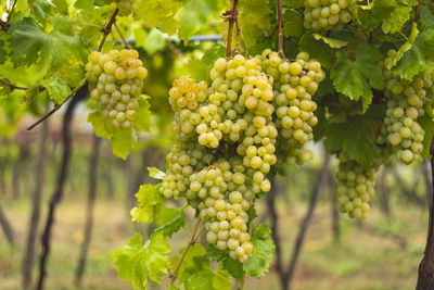 White grapes hanging from the vine in autumn vineyard .