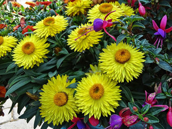 High angle view of yellow flowering plants