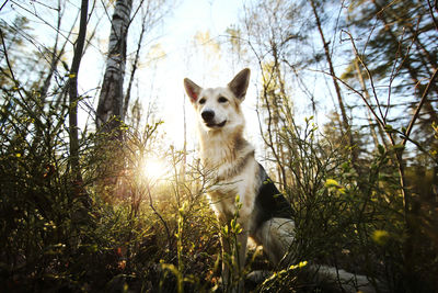 View of dog on field against sky