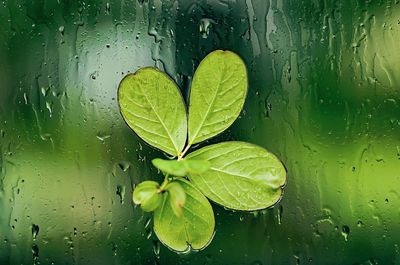 Close-up of leaves on wet glass during rainy season