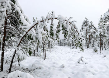 Trees on snow