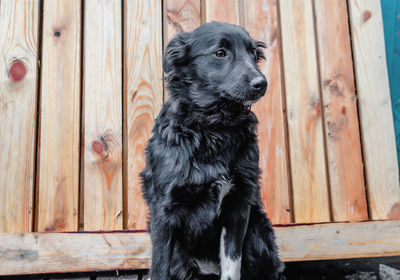 Black dog in the yard. portrait of a mongrel dog