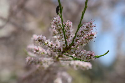 Close-up of pink cherry blossoms