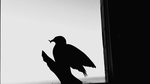 Low angle view of silhouette bird perching against clear sky