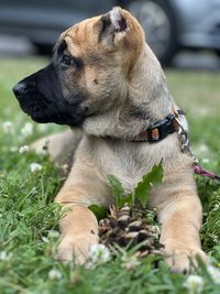 Close-up of dog