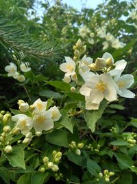 Close-up of white flowering plant