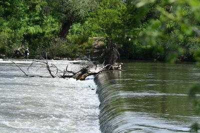 View of bird in lake
