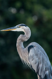 Close-up of gray heron