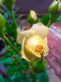 Close-up of yellow flowering plant