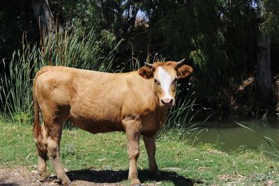 Cow standing in a field