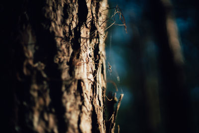 Close-up of tree trunk in forest