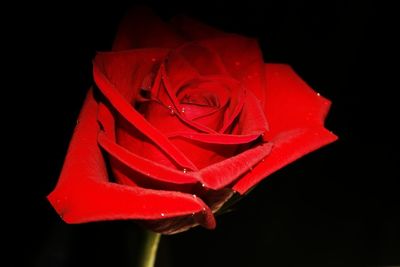 Close-up of red rose against black background