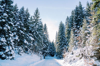 Trees on snow covered landscape