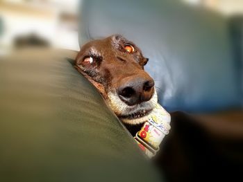 Close-up of greyhound against blurred background