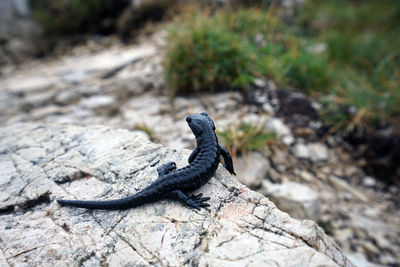 Close-up of lizard on rock