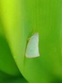 Close-up of insect on leaf