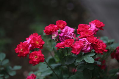 Close-up of red flowers blooming outdoors