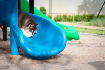 Dog lying on playground