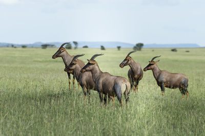 Horses in a field