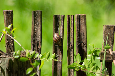 Close-up of wooden post amidst plants on field