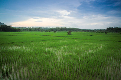 Scenic view of agricultural field against sky