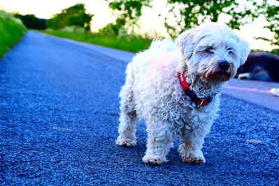 Portrait of dog standing on road in city