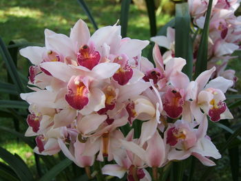 Close-up of pink flowers blooming outdoors