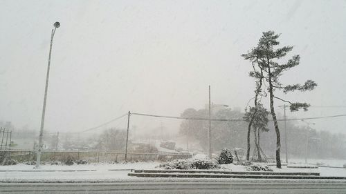 Trees on field against clear sky during winter