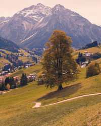 Trees on field by mountains against sky