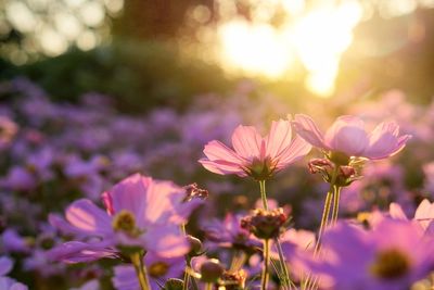 Close-up of pink flowering plants on field