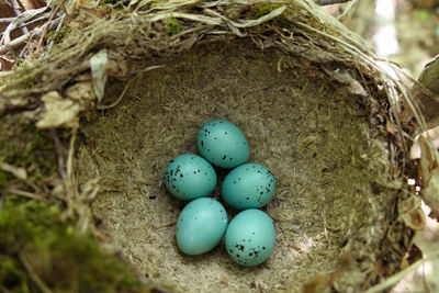 Songbird nest with turquoise eggs. bird eggs in a nest in their natural habitat.