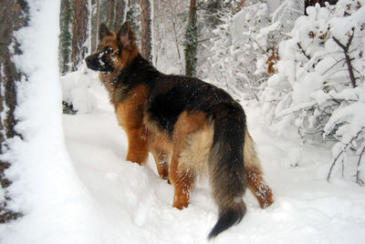 Dog on snow covered land