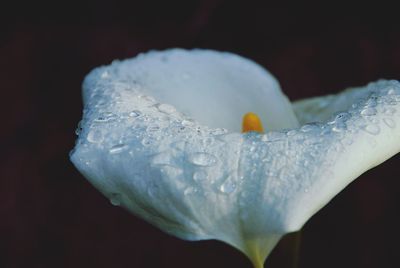 Close-up of raindrops on white rose