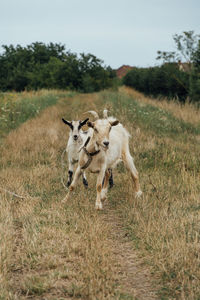 Flock of sheep in a field