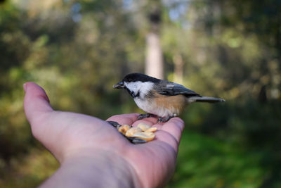 Person holding bird perching on hand