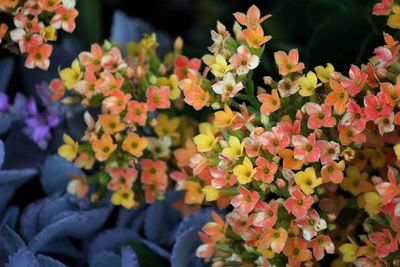 Close-up of flowering plants