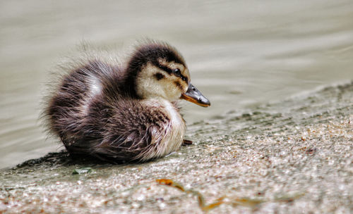 Close-up of a bird