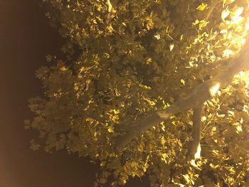 Low angle view of flowering plants against trees