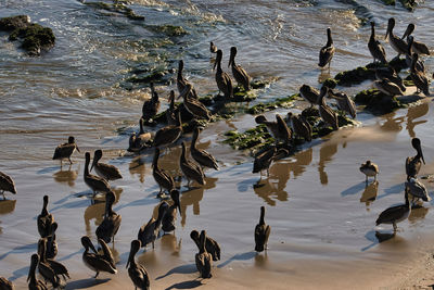 High angle view of birds on beach