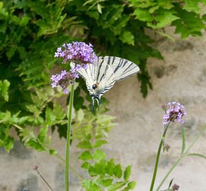 Close-up of butterfly pollinating on purple flower