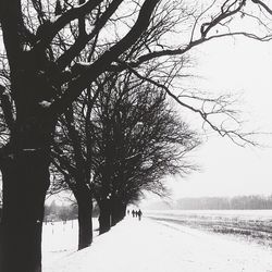 Bare trees on snow covered field