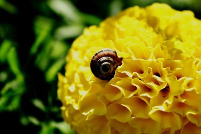 Close-up of insect on yellow flower