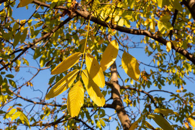 Low angle view of yellow flowering plant against sky