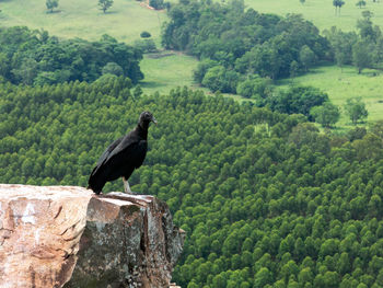 Bird perching on a tree