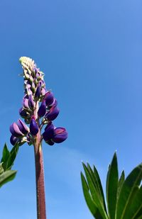 Low angle view of pink flowering plant against clear sky