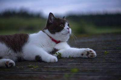 British shorthair cat lying on wooden footbridge