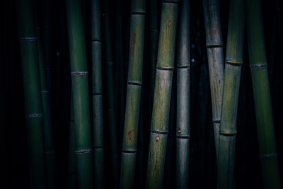 Full frame shot of bamboo