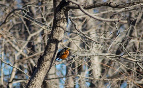 Close-up of bird perching on bare tree