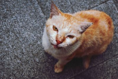 High angle view of cat