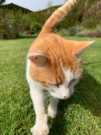 Close-up of a cat looking away